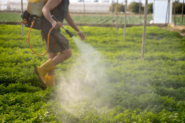 Best Wasp Removal Services  in Pagedale, MO