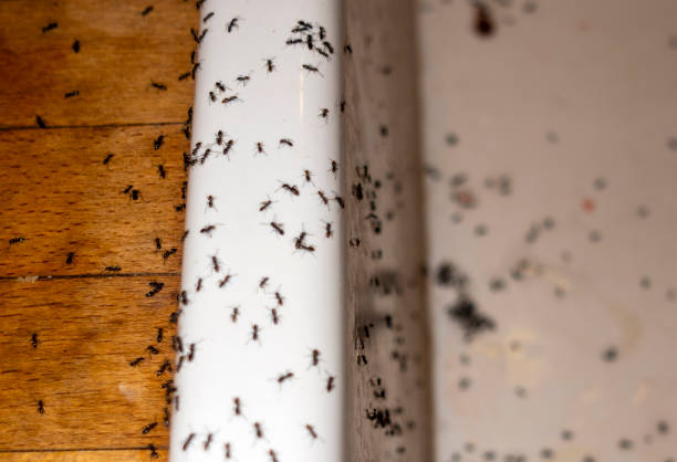 Best Pest Control for Restaurants  in Pagedale, MO